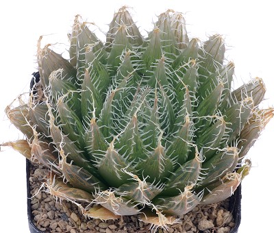 Haworthia batteniae