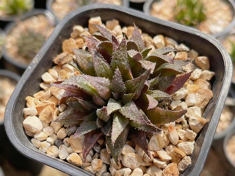 莫瑞莎(Haworthia mirabilis var. maraisii)