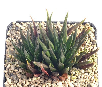 Haworthia bronkhorstii