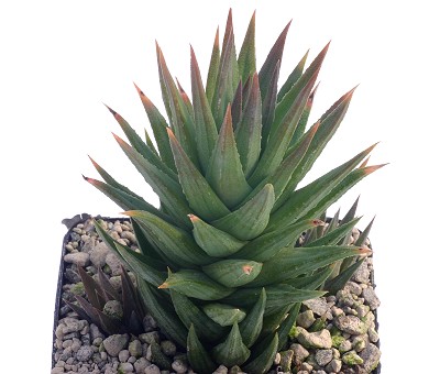 Haworthia glauca