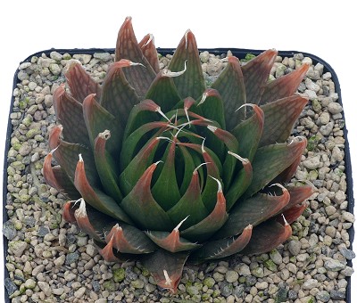 Haworthia sucinea