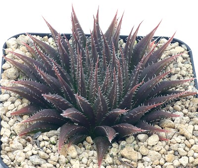 Haworthia doldii