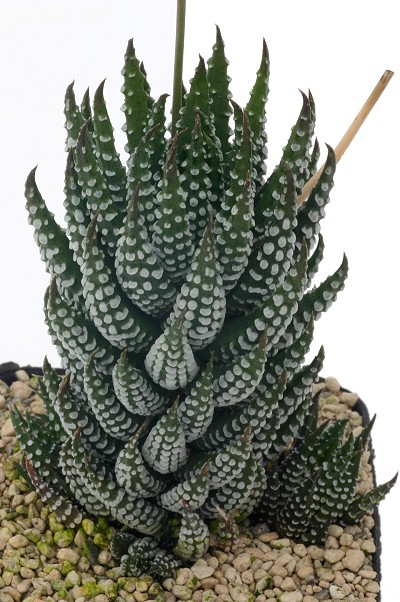 Haworthia reinwardtii
