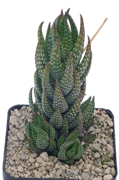 Haworthia coarctata var. adelaidensis