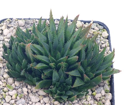 野鹿寿(Haworthia heidelbergensis var.heidelbergensis)