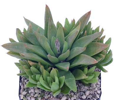 Haworthia turgida