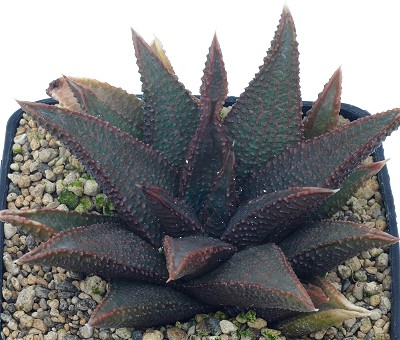 Haworthia koelmaniorum