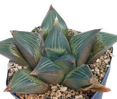 Haworthia beukmannii