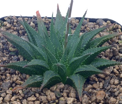 Haworthia triebneriana var. depauperata