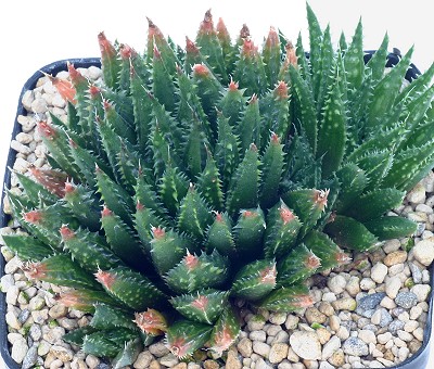 Haworthia petrophila