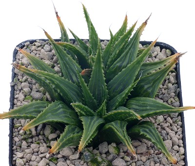 Haworthia triebneriana var. sublineata