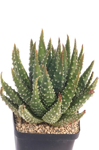 Haworthia maxima