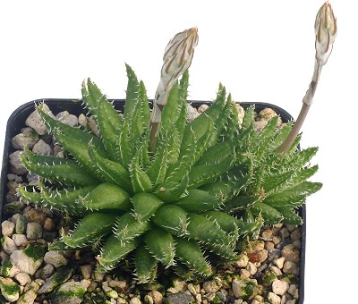 Haworthia herbacea var. paynei