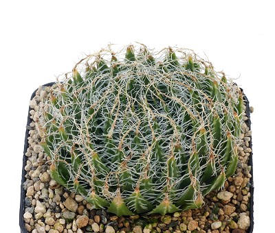 Haworthia arachnoidea