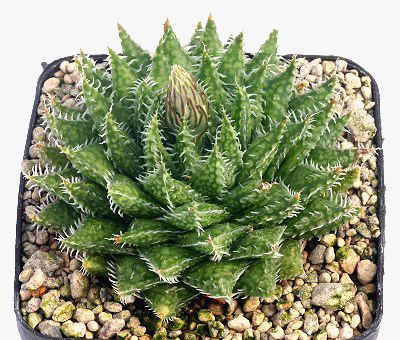 姬凌锦(Haworthia herbacea)