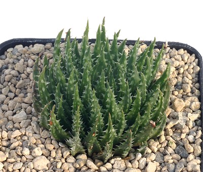Haworthia pulchella
