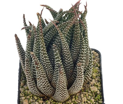 斑叶十二卷(Haworthia minima)