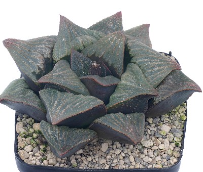 Haworthia fusca