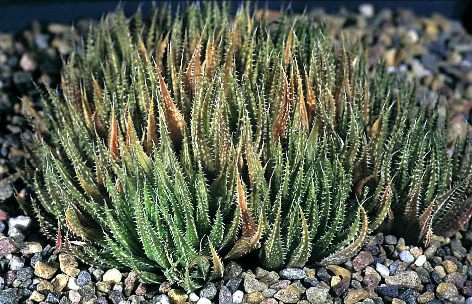 棘苇(Haworthia variegata var. petrophila)