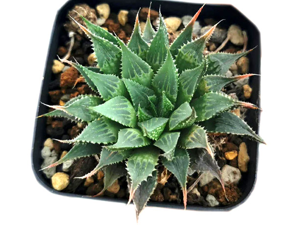 多叶寿(haworthia multifolia)