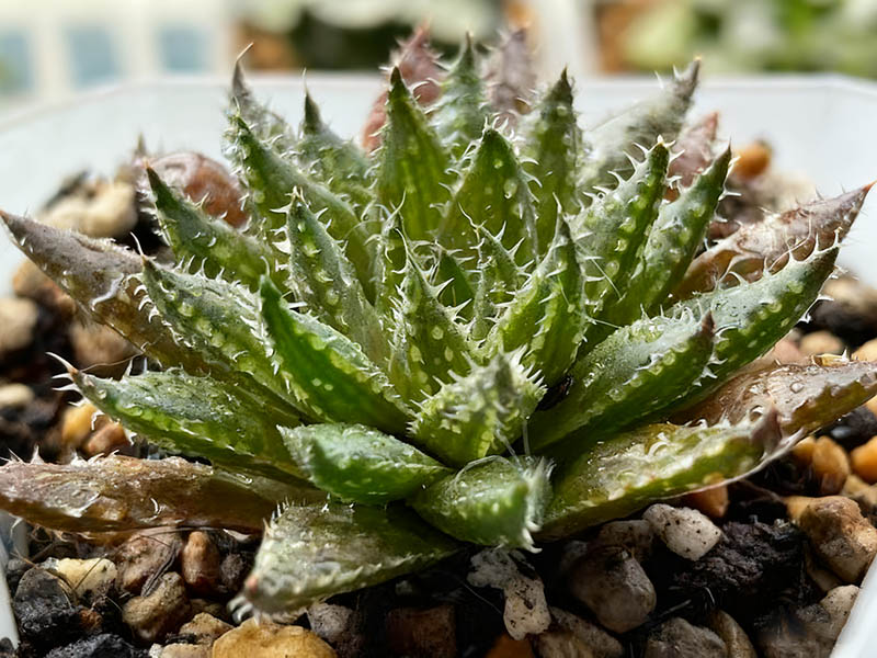 芙洛基(Haworthia vlokii)