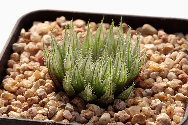 贝拉(Haworthia isabellae ‘bella’)