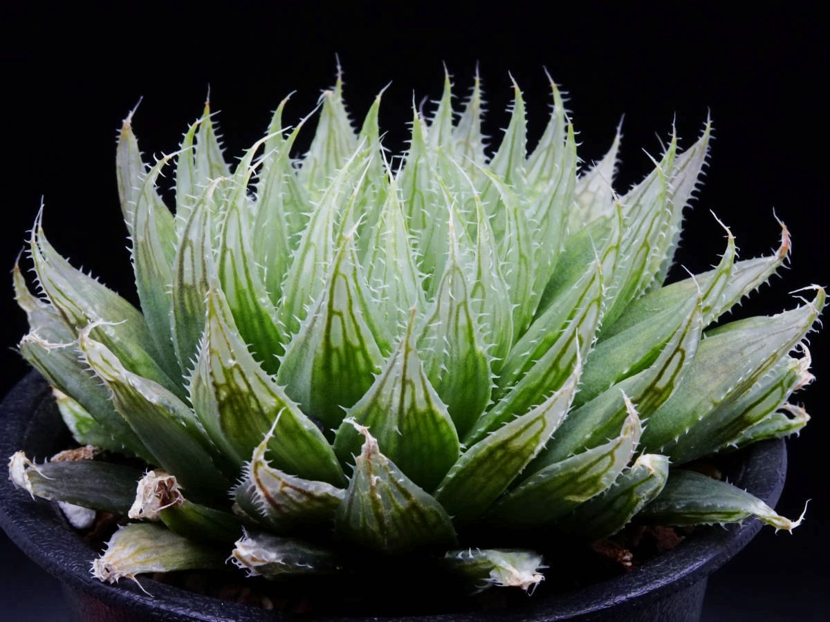 钻石玉露(Haworthia cooperi gordoniana, NW Patensie)