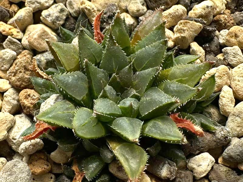 莫瑞莎(Haworthia mirabilis var. maraisii , Langverwacht)