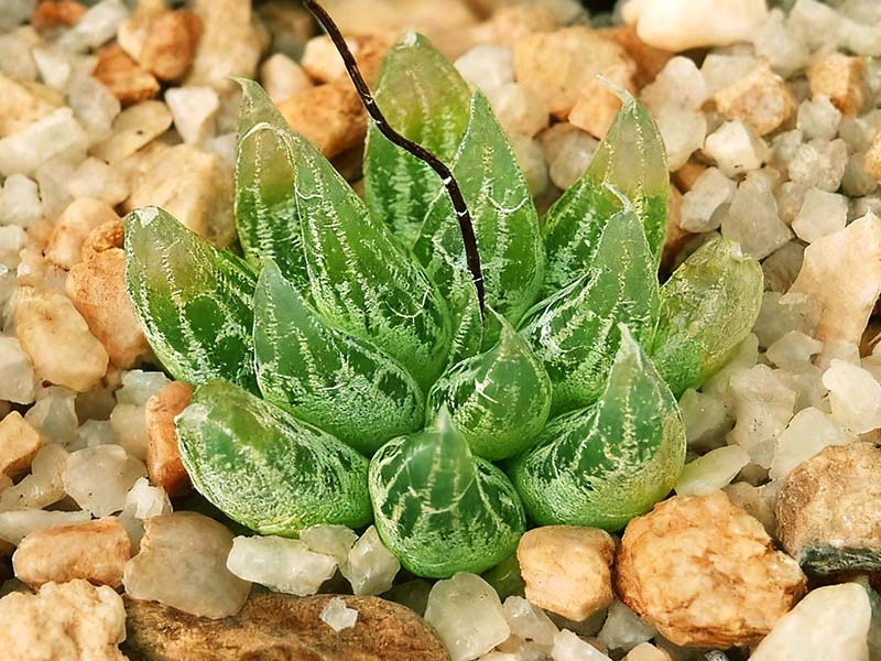 洛丽塔(Bulbine lolita)