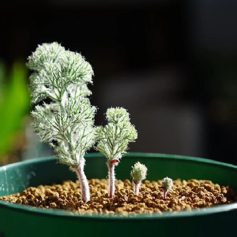 帕瑞松雾冰玉(Eriospermum paradoxum)