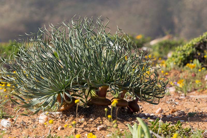香果石蒜 弹簧草(Gethyllis namaquensis)