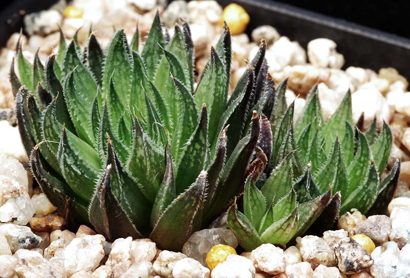 Haworthia chibita n.n.