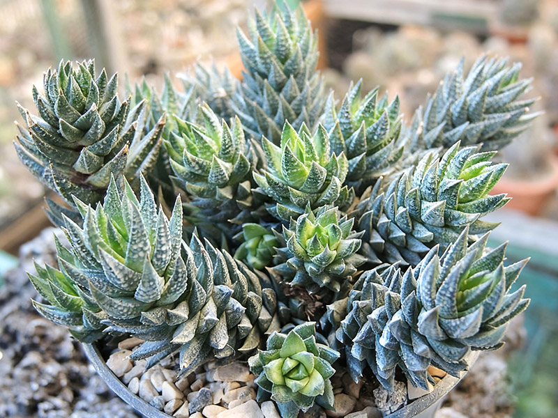 青瞳(Haworthia glauca var.herrei)