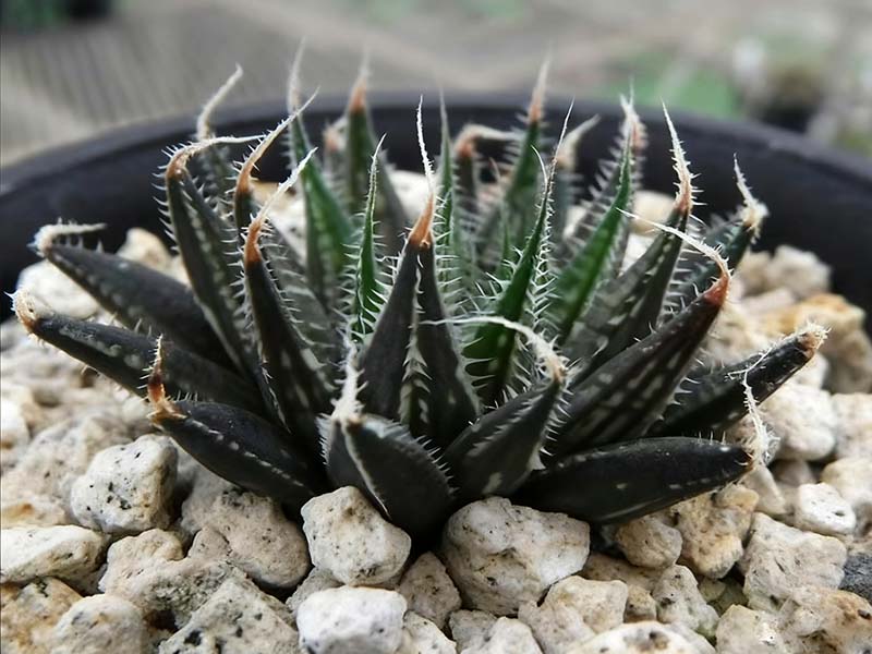 蒙大拿(黄花瓦苇)(Haworthia nortieri v. montana)