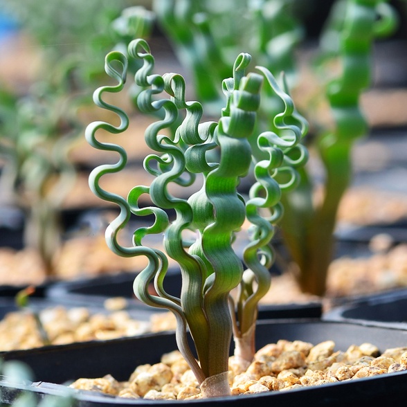 海带弹簧草(Trachyandra tortilis)