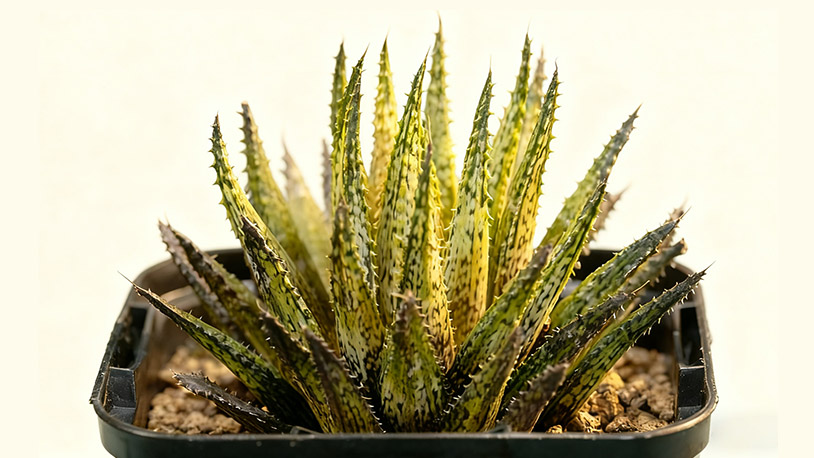绿苇锦(Haworthia variegata var. variegata)
